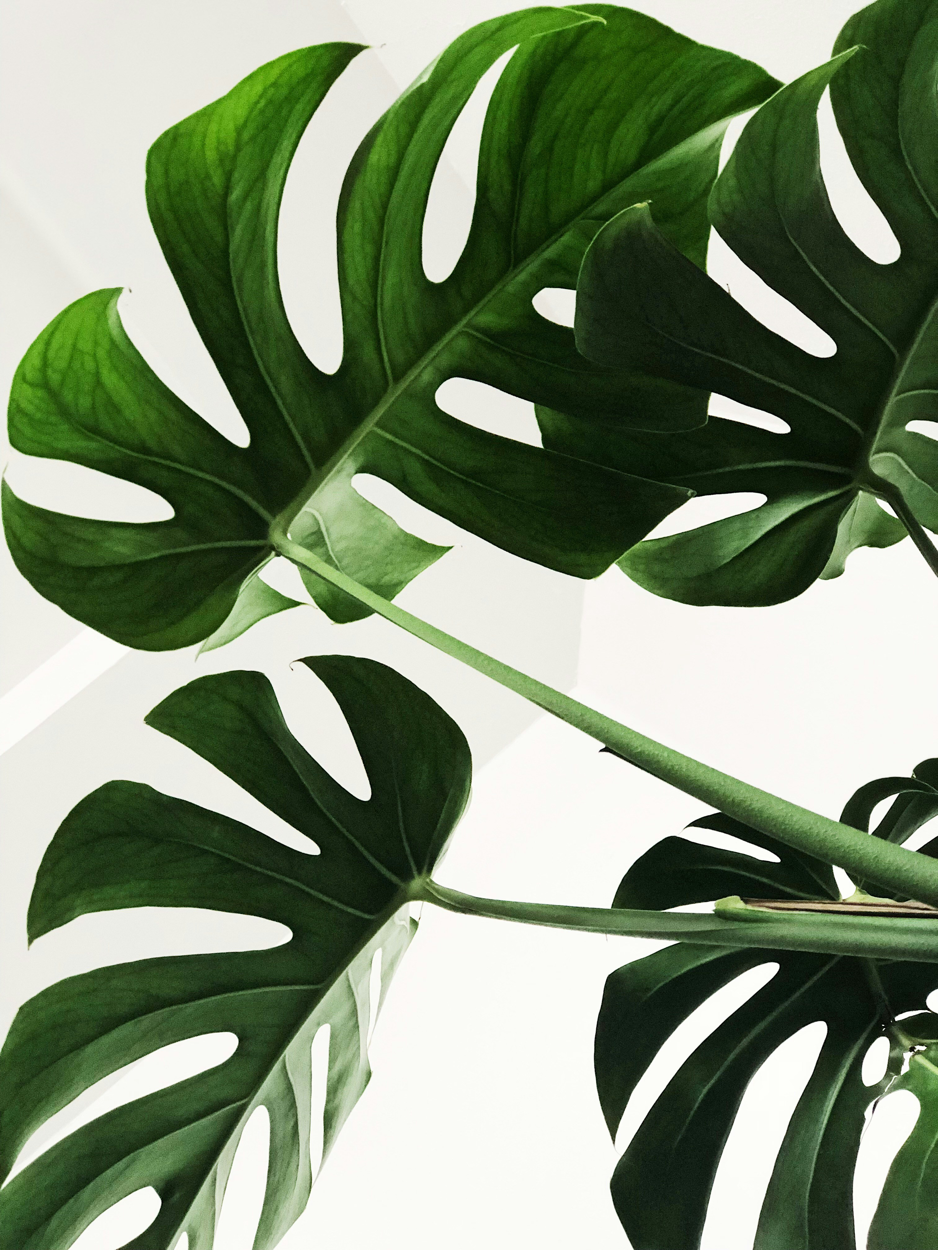 An eye-catching landscape of green.